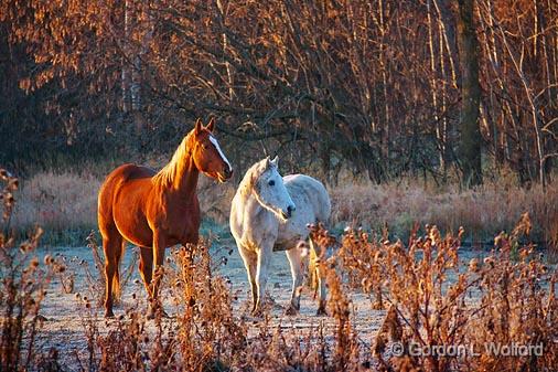 Two Horses On A Frosty Morning_10597.jpg - Photographed at Ottawa, Ontario - the capital of Canada.